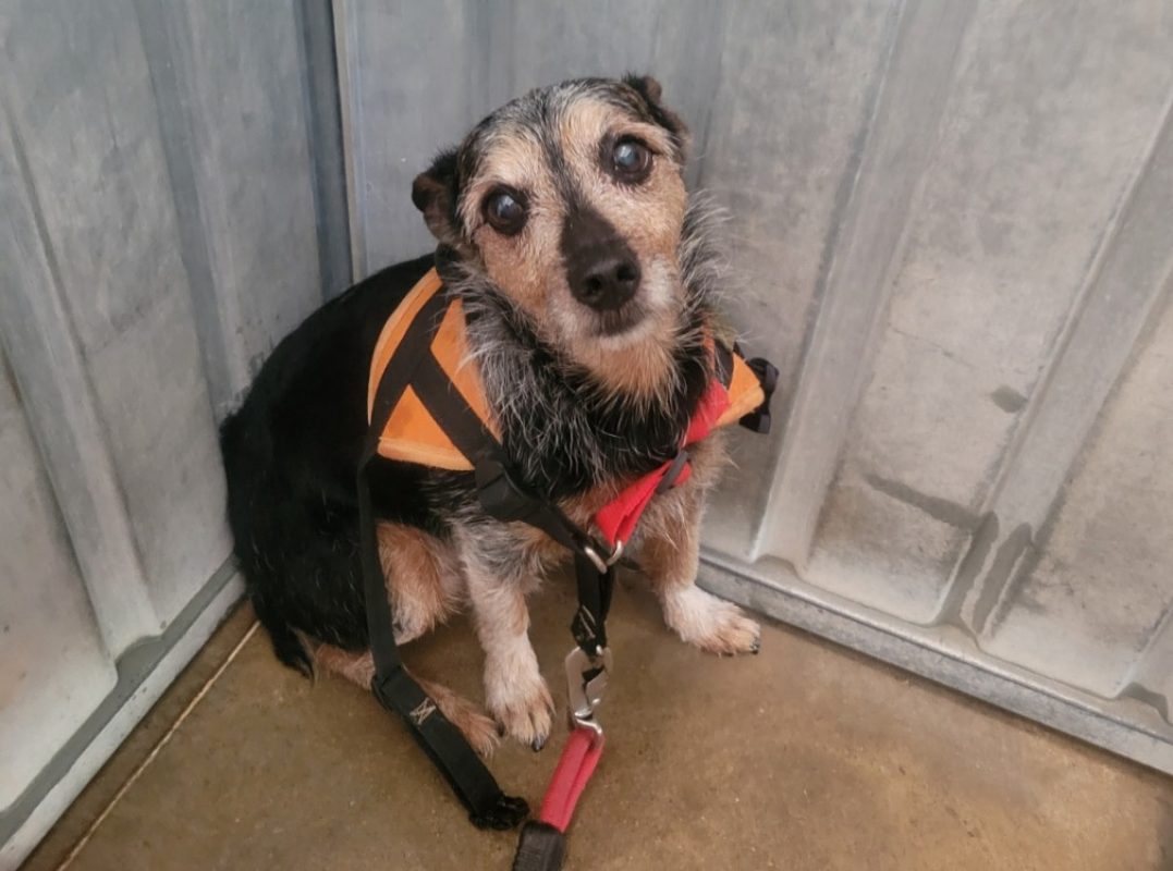 Michel - Chien Ratier pragois à adopter