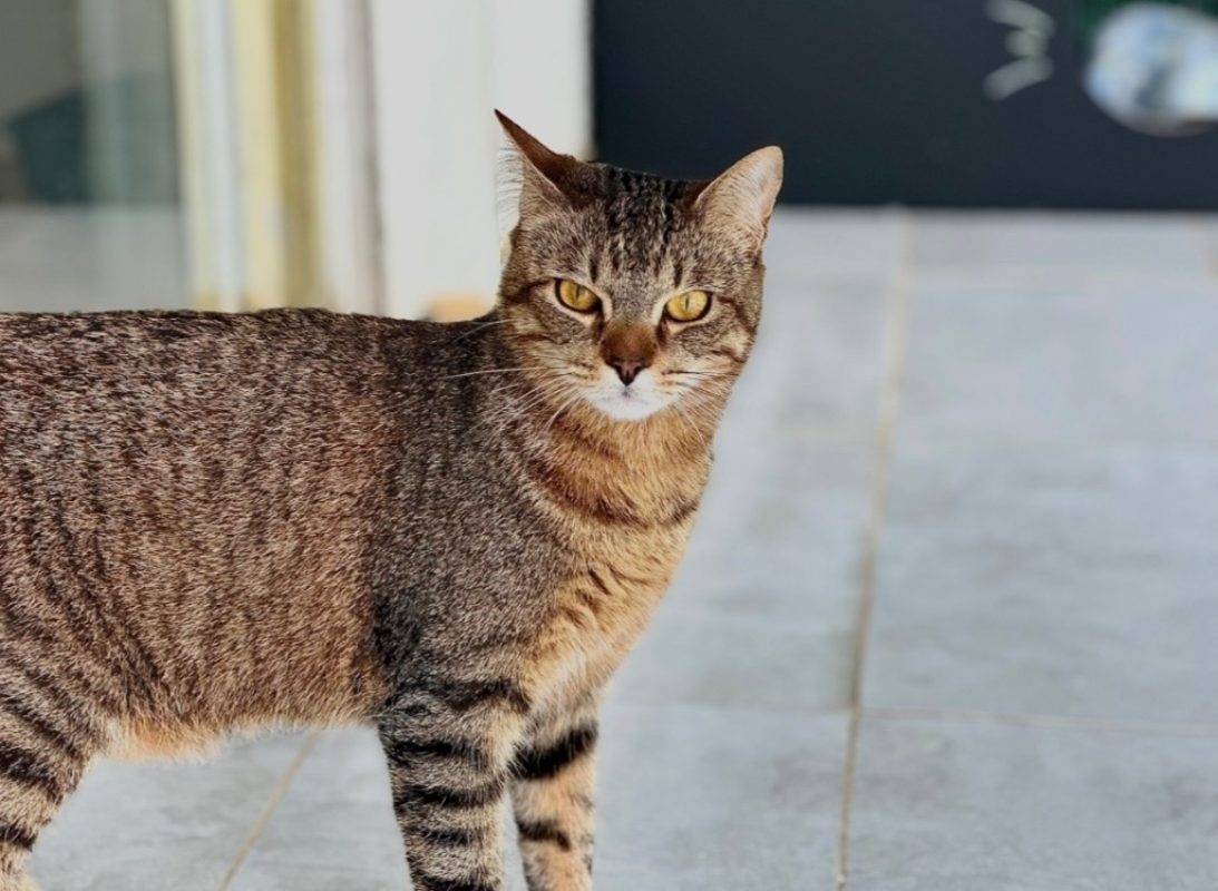 Willy - Chat Européen à adopter