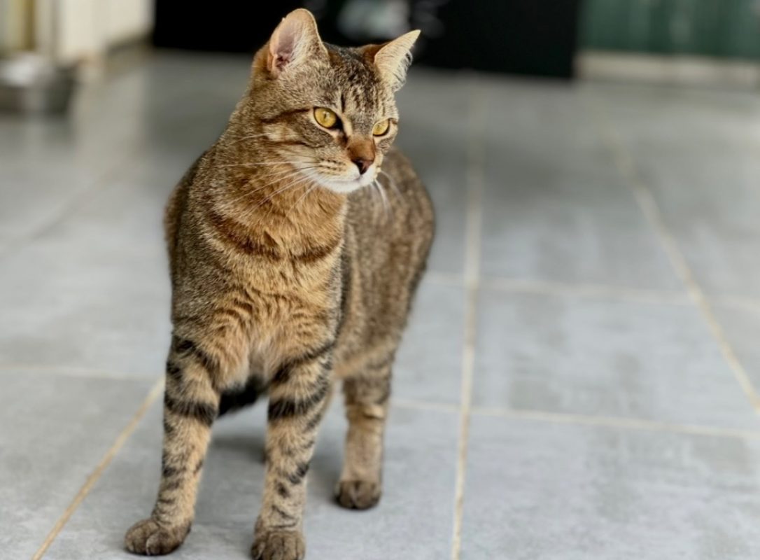 Willy - Chat Européen à adopter - photo 2