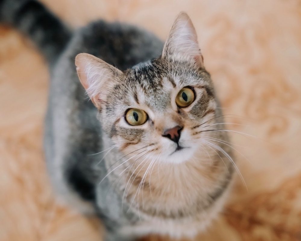 Willy - Chat Européen à adopter