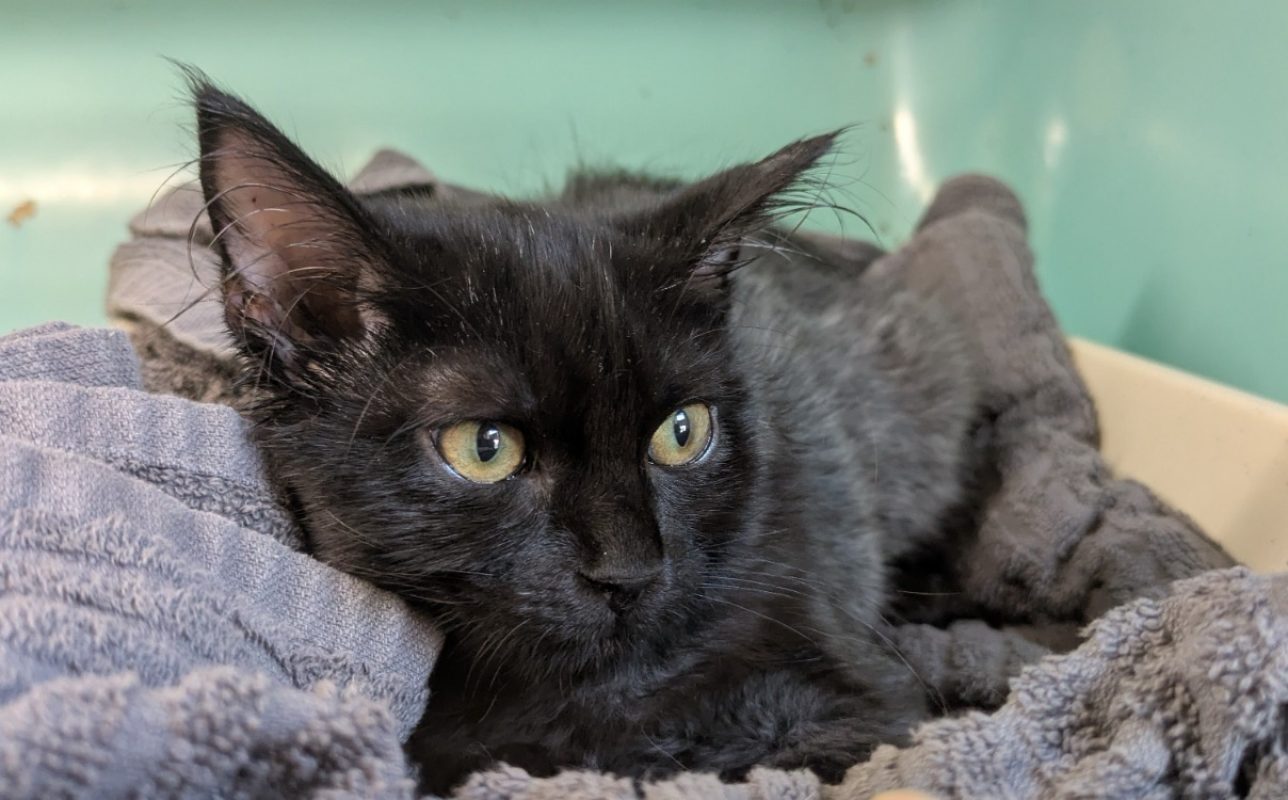 Baloo - Chat Européen à adopter