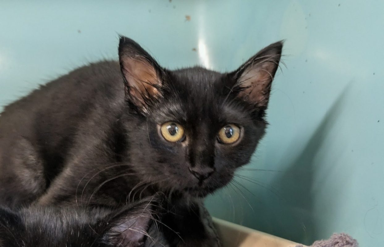 Bouba - Chat Européen à adopter