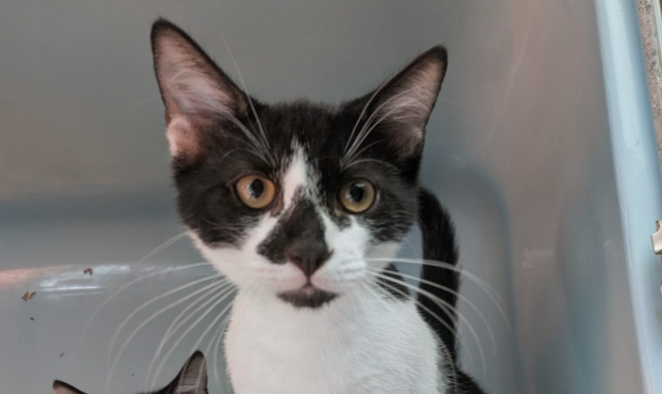 Papapouf - Chat Européen à adopter