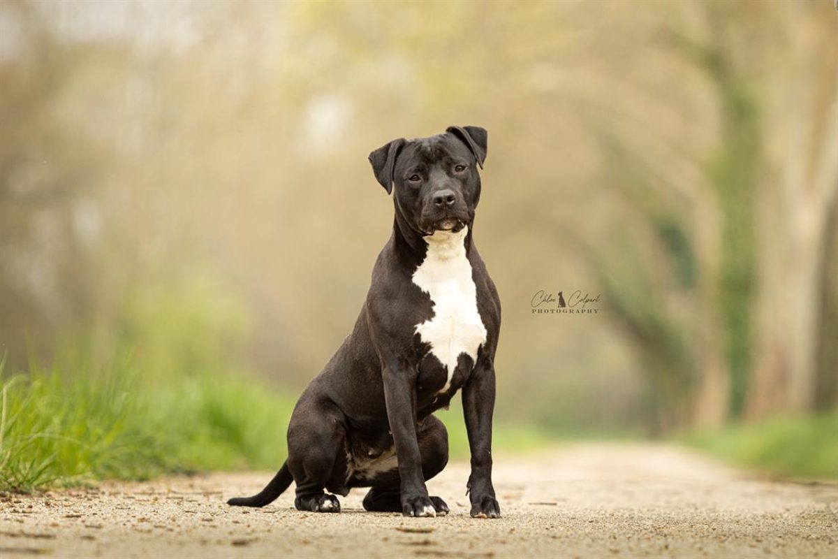 Dior - Chien à adopter