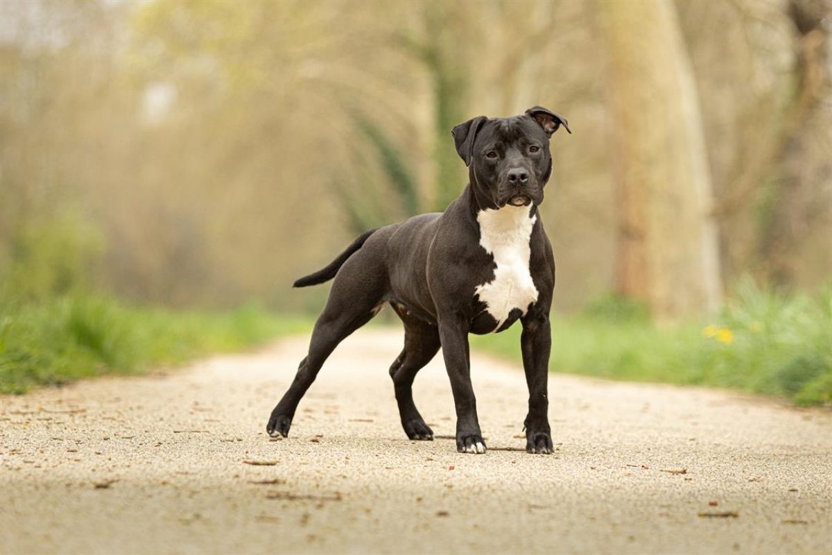 Dior - Chien à adopter - photo 2