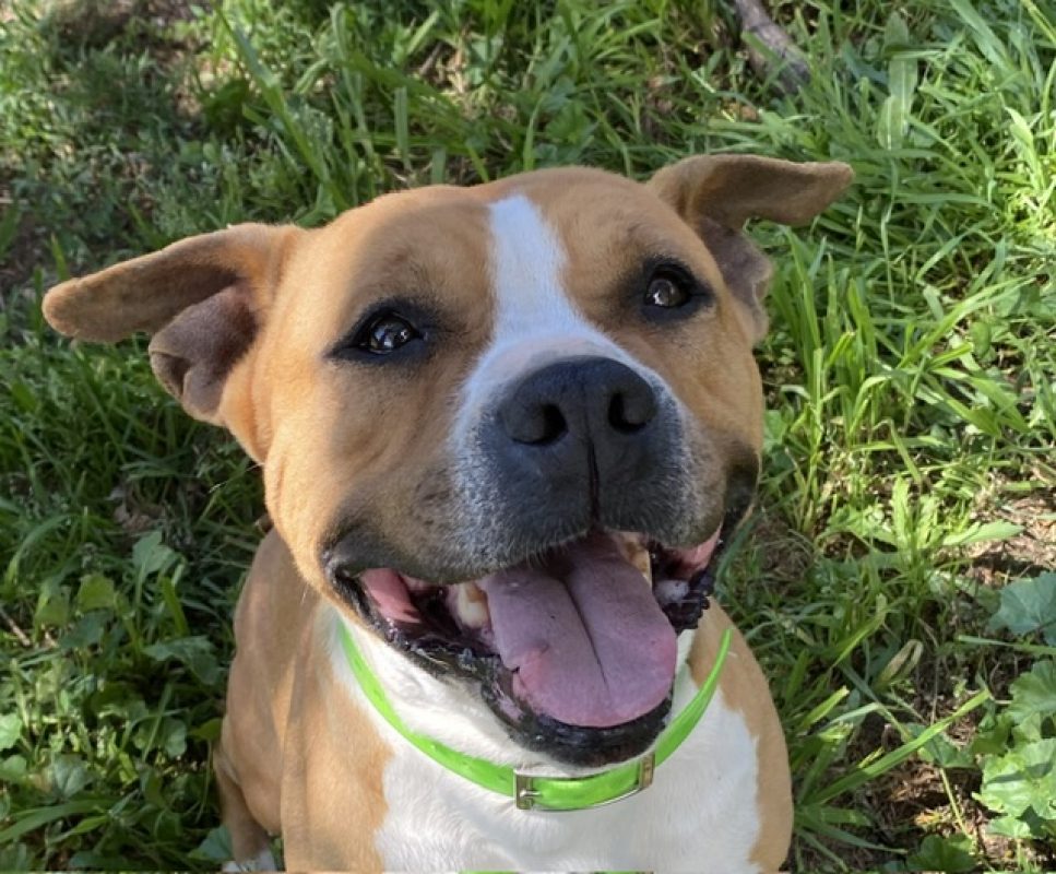 Nina - Chien Bouledogue Américain à adopter