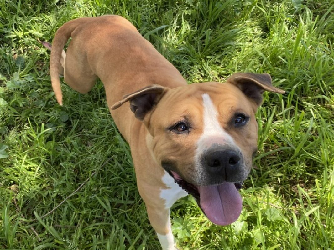 Nina - Chien Bouledogue Américain à adopter - photo 2