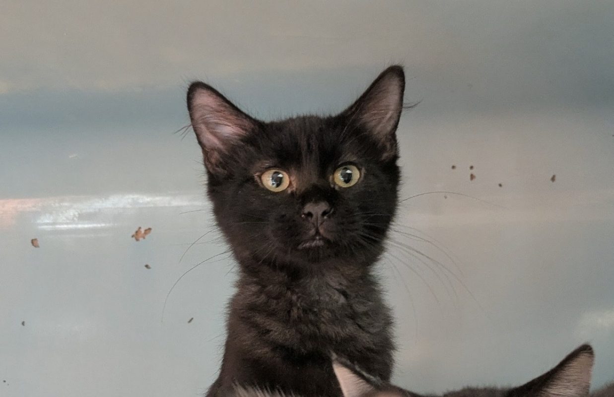 Zebulon - Chat Européen à adopter
