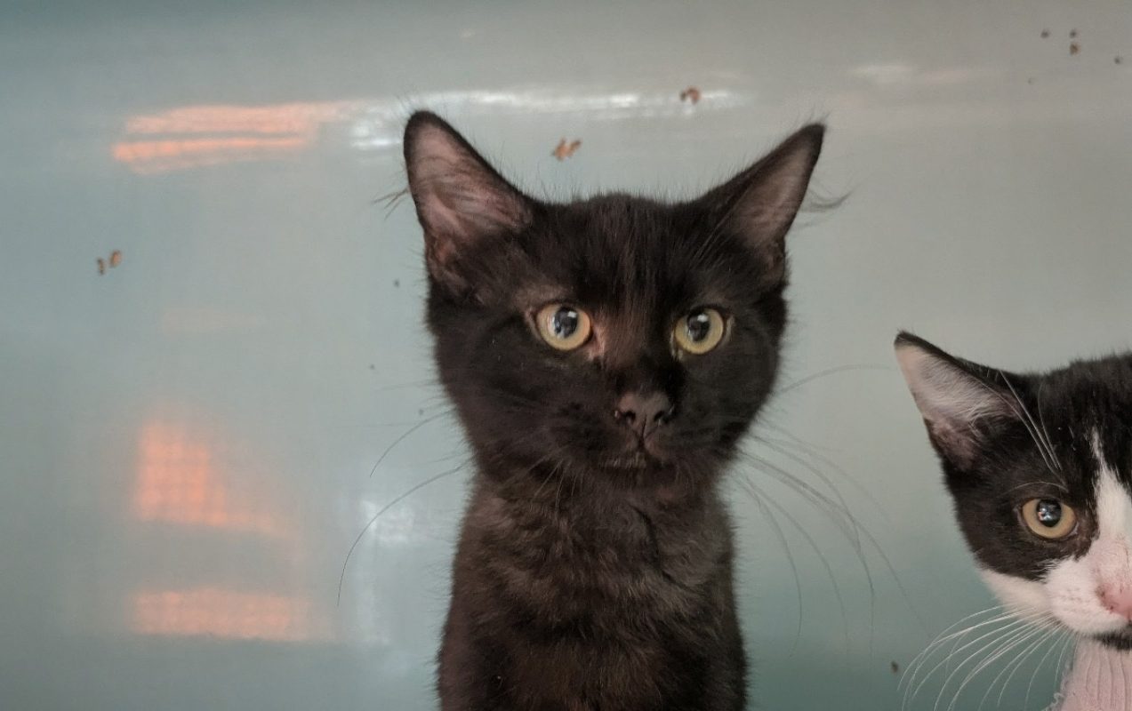Zebulon - Chat Européen à adopter - photo 2