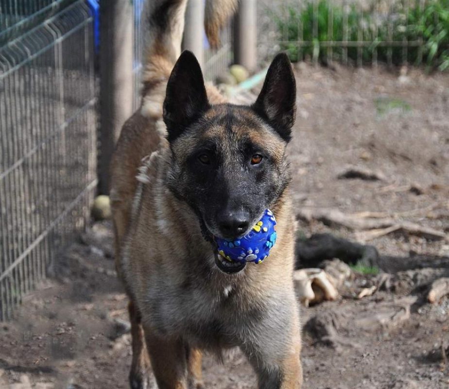 Lucky - Chien Berger Belge Malinois à adopter