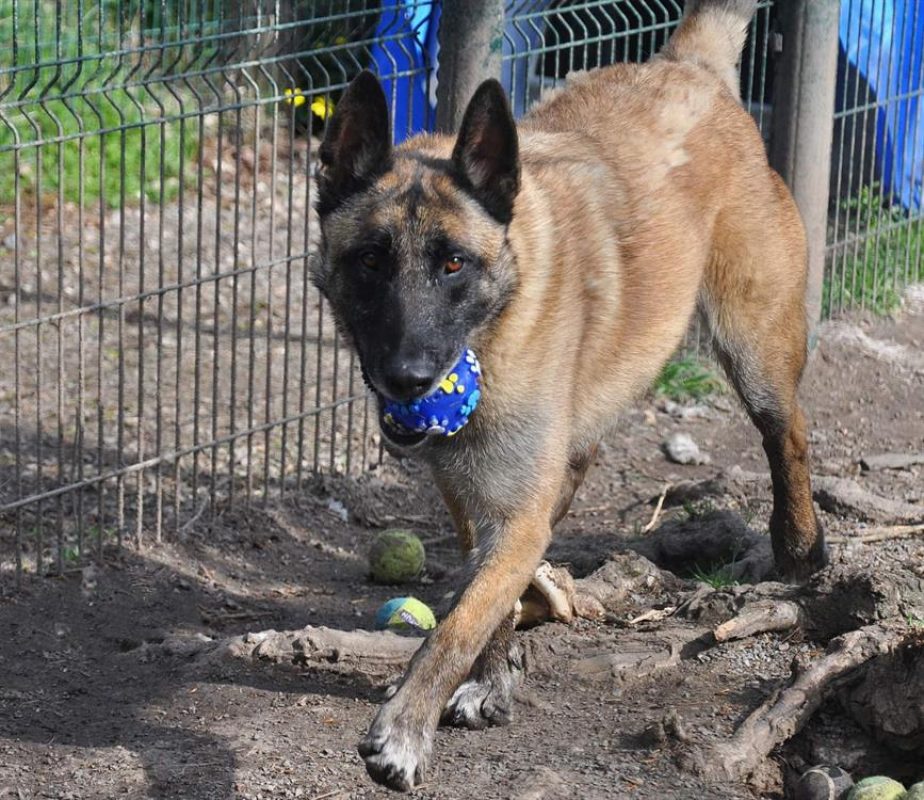 Lucky - Chien Berger Belge Malinois à adopter - photo 2