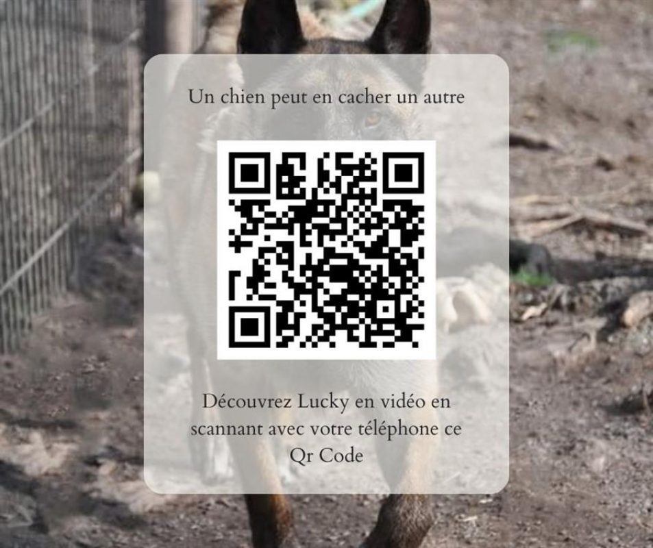 Lucky - Chien Berger Belge Malinois à adopter - photo 3