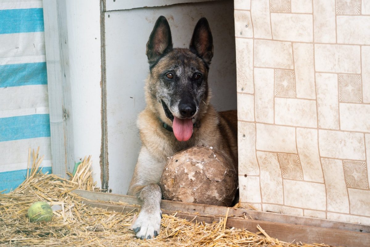 Lucky - Chien Berger Belge Malinois à adopter