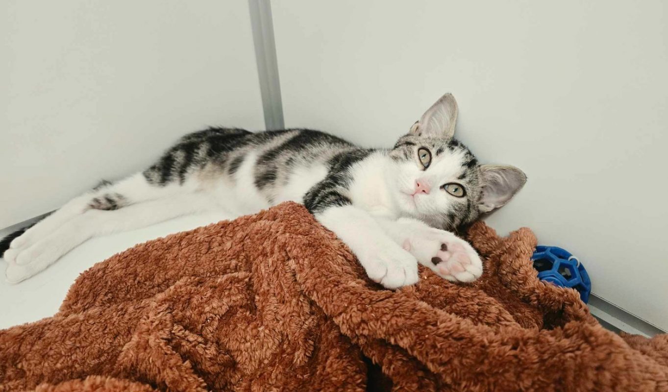 Potter - Chat Européen à adopter