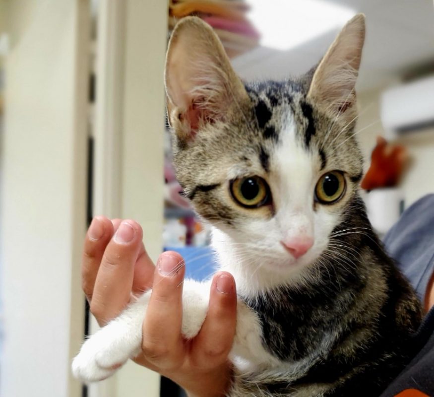 Potter - Chat Européen à adopter - photo 2