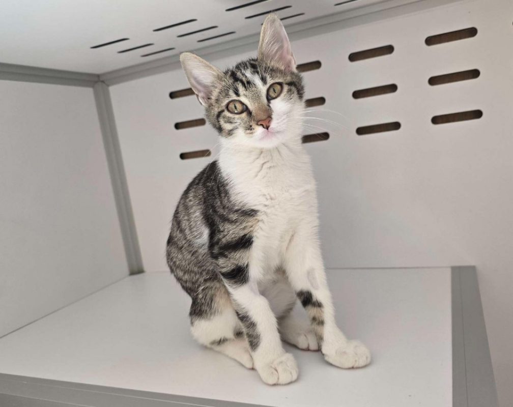 Harry - Chat Européen à adopter
