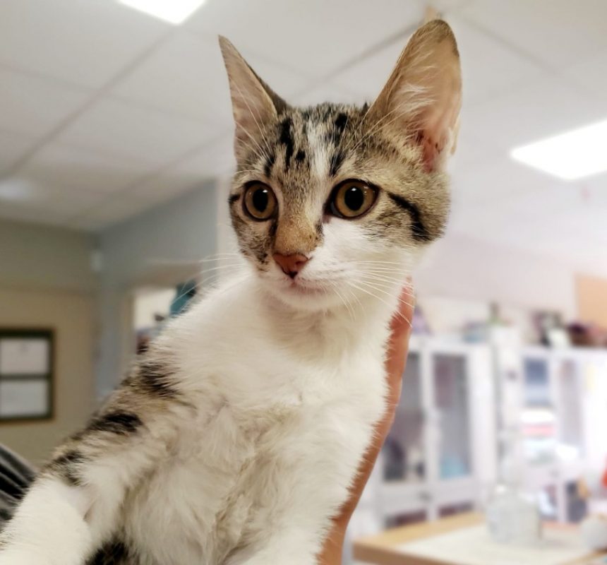 Harry - Chat Européen à adopter - photo 2