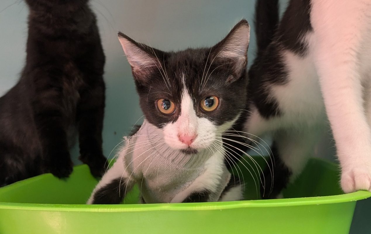 Trouspinette - Chat Européen à adopter