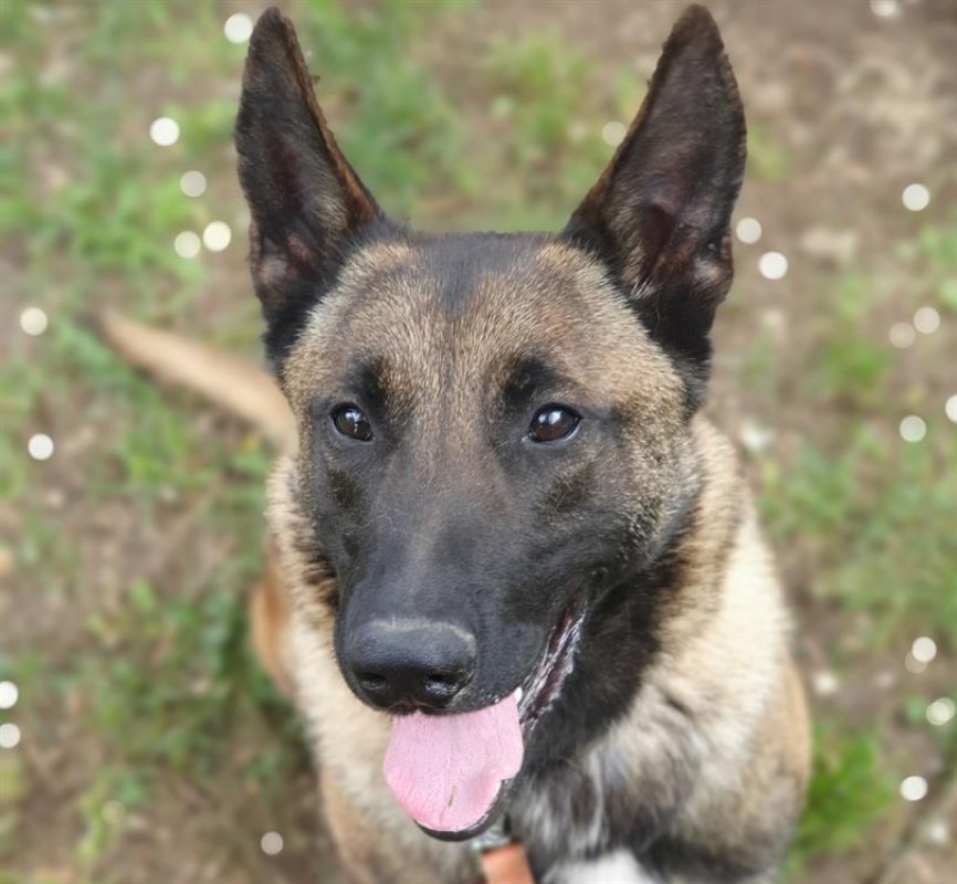 Patch - Chien Berger Belge Malinois à adopter