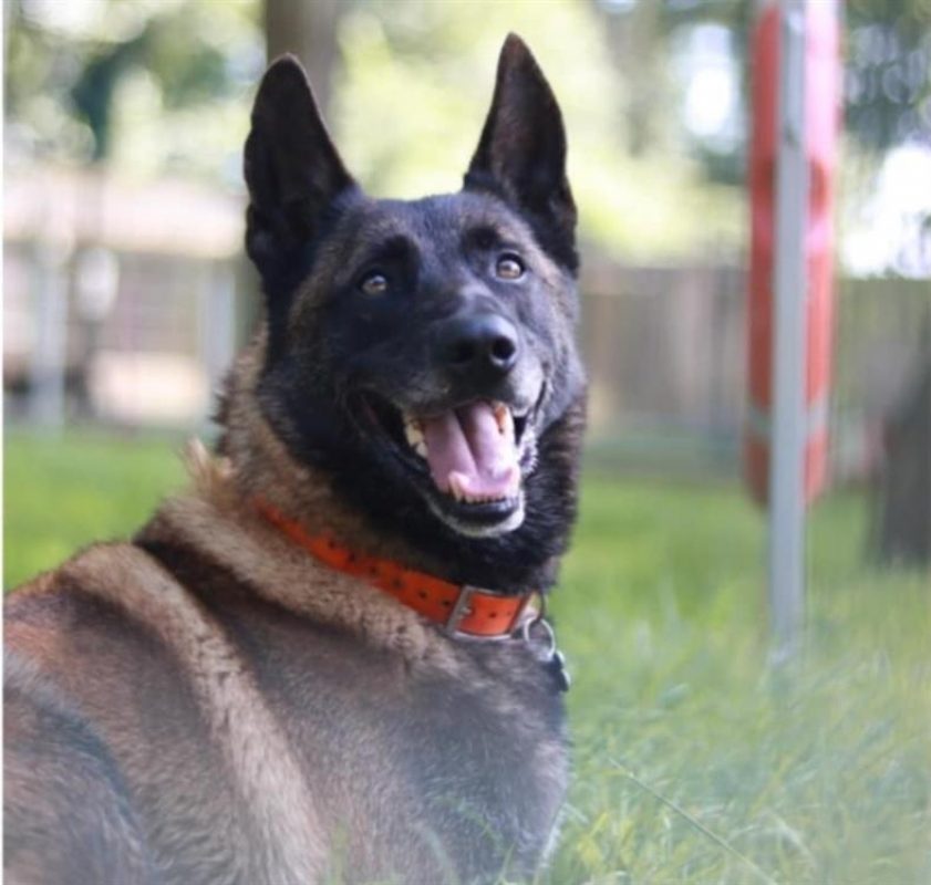 Patch - Chien Berger Belge Malinois à adopter - photo 2