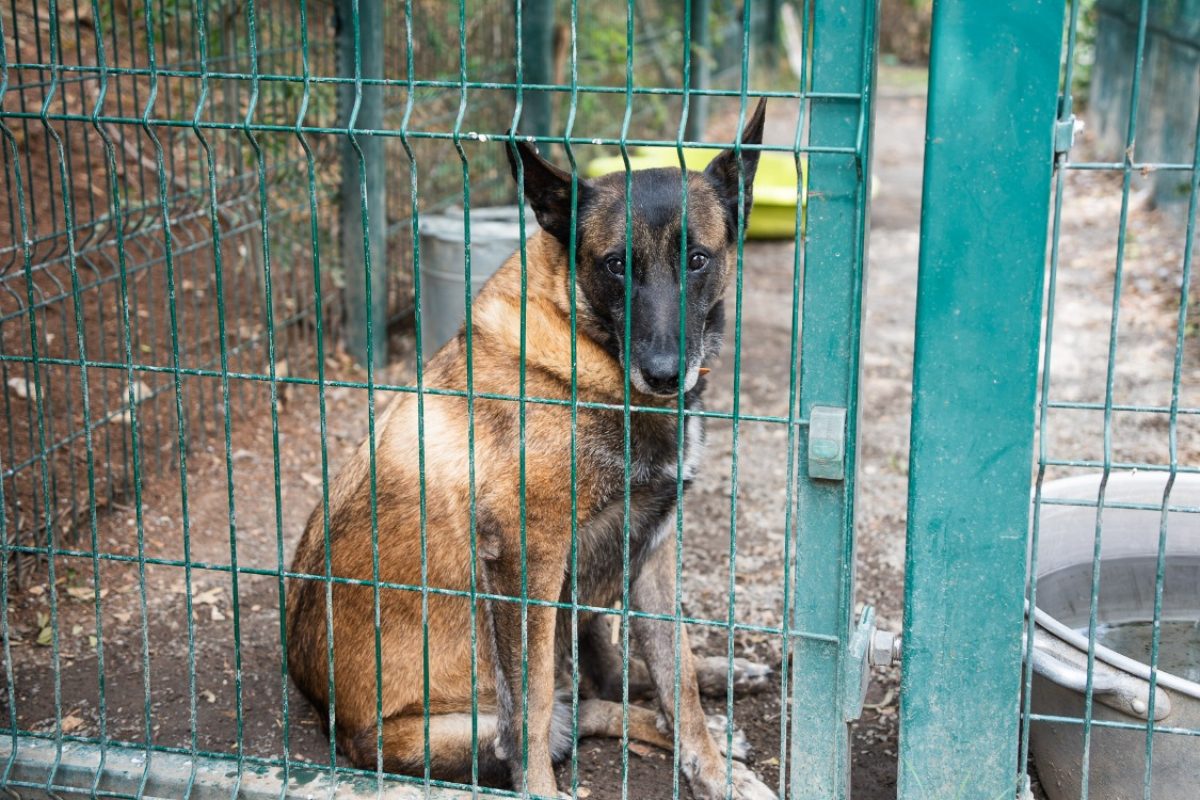 Patch - Chien Berger Belge Malinois à adopter