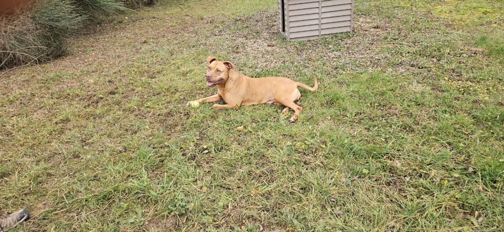 Bella ii - Chien à adopter
