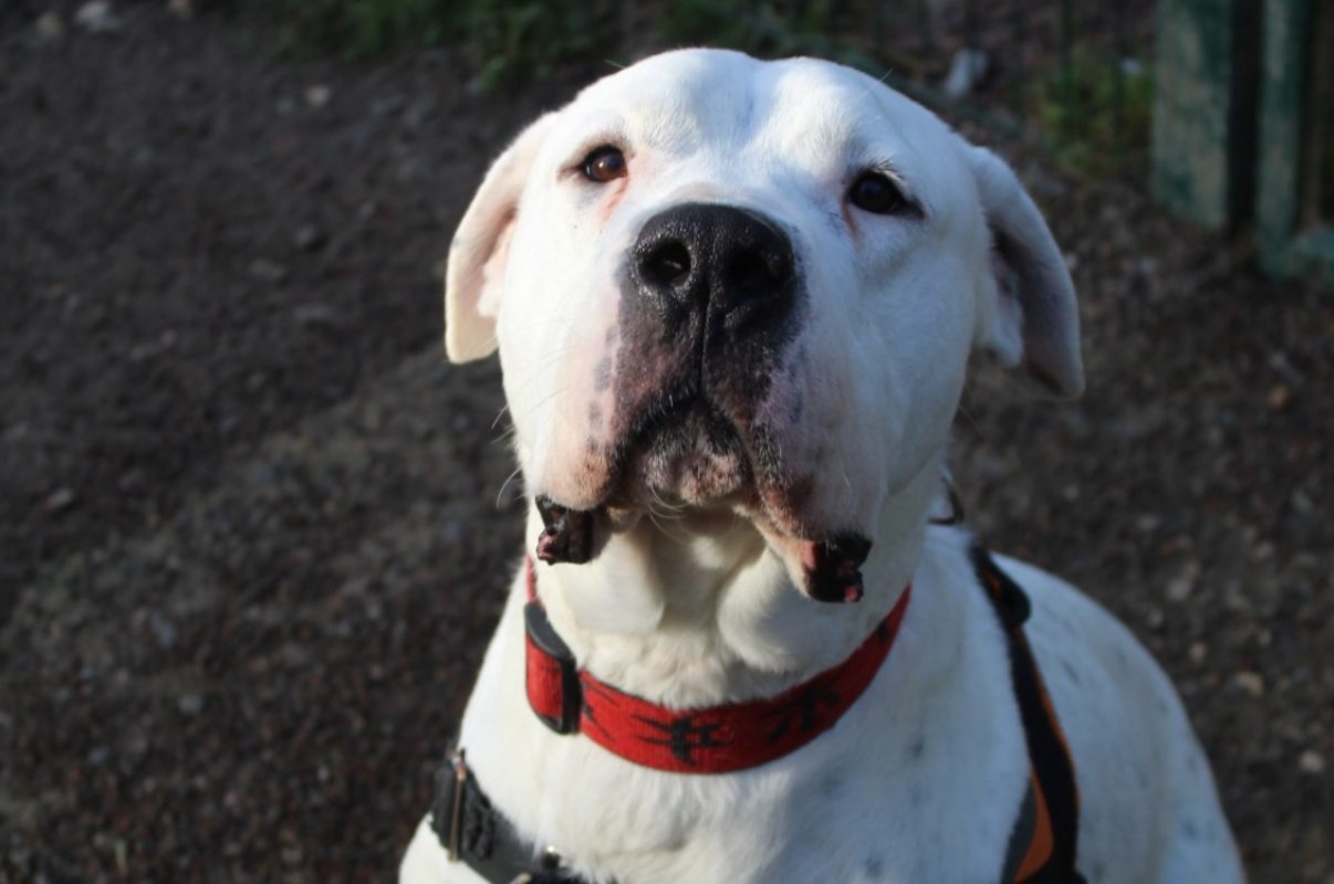 Tango - Chien Dogue Argentin à adopter