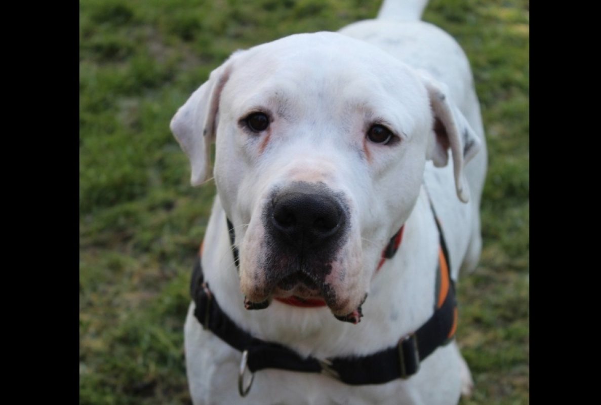 Tango - Chien Dogue Argentin à adopter - photo 2