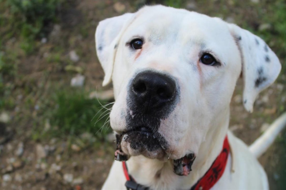Tango - Chien Dogue Argentin à adopter - photo 3