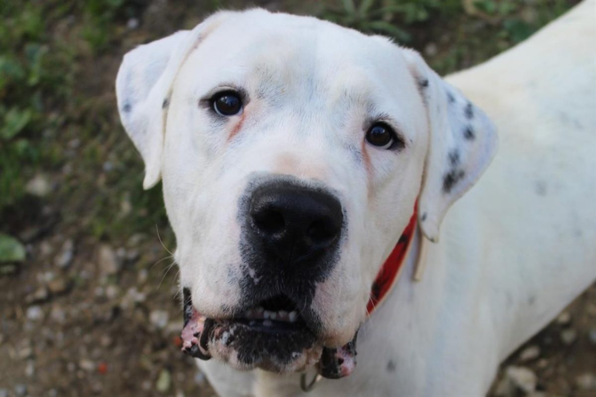 Tango - Chien Dogue Argentin à adopter - photo 5