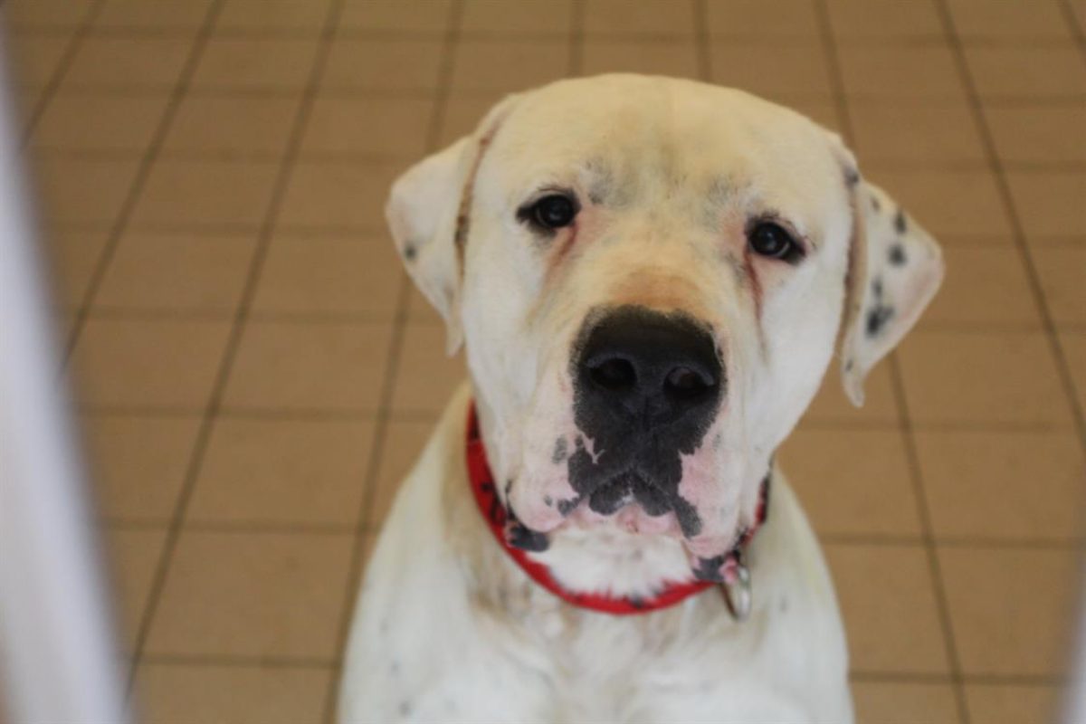 Tango - Chien Dogue Argentin à adopter - photo 6