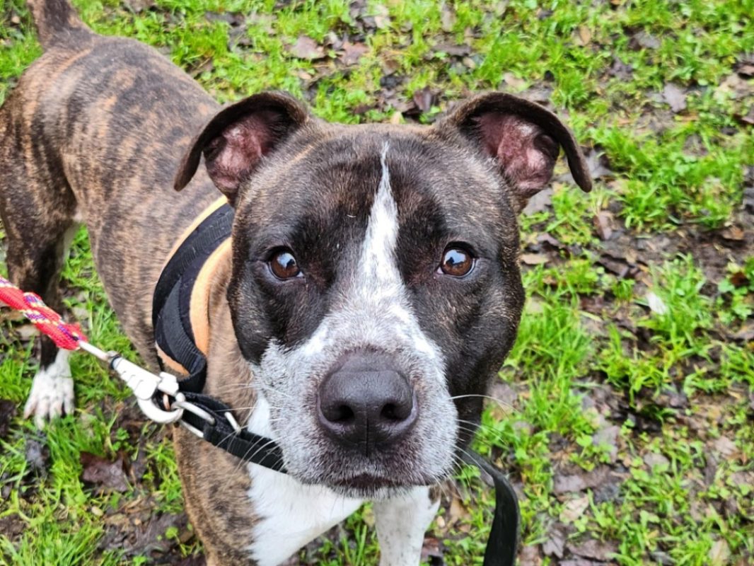 Joey - Chien à adopter