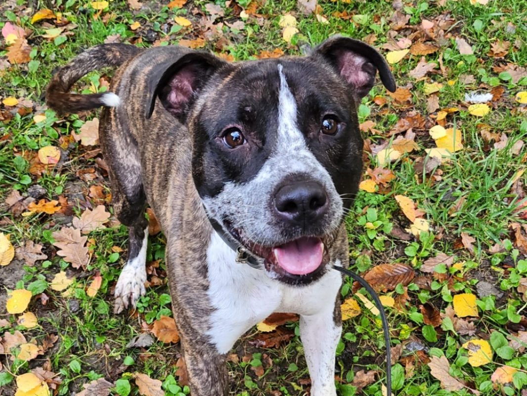 Joey - Chien à adopter - photo 2