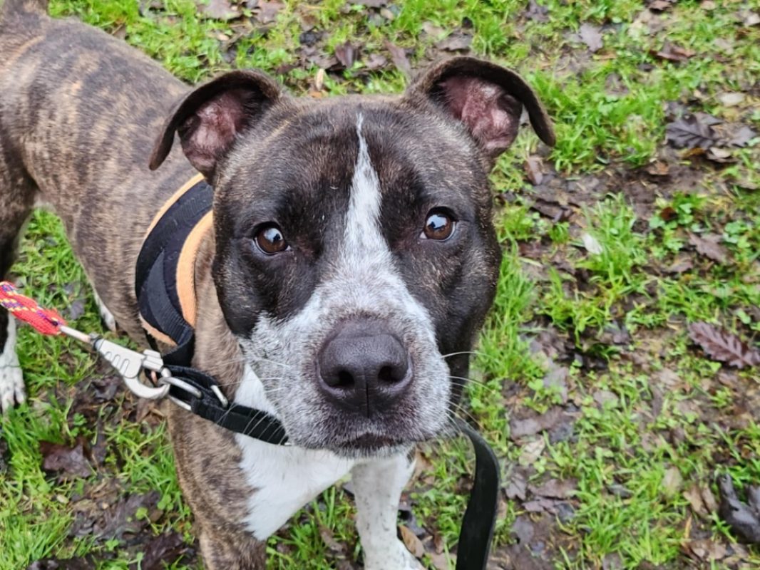 Joey - Chien à adopter - photo 3
