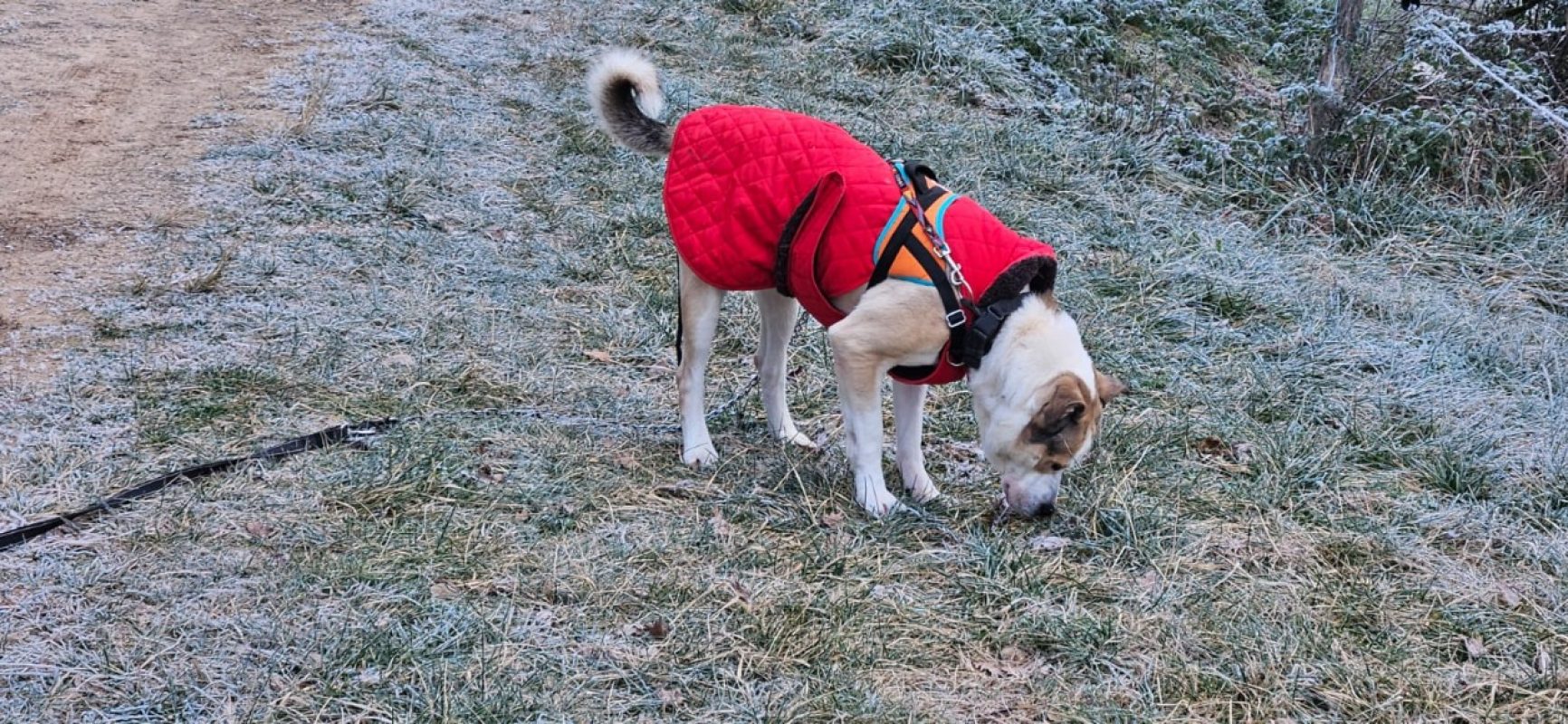 Fanfan dit neo - Chien Bouledogue Américain à adopter