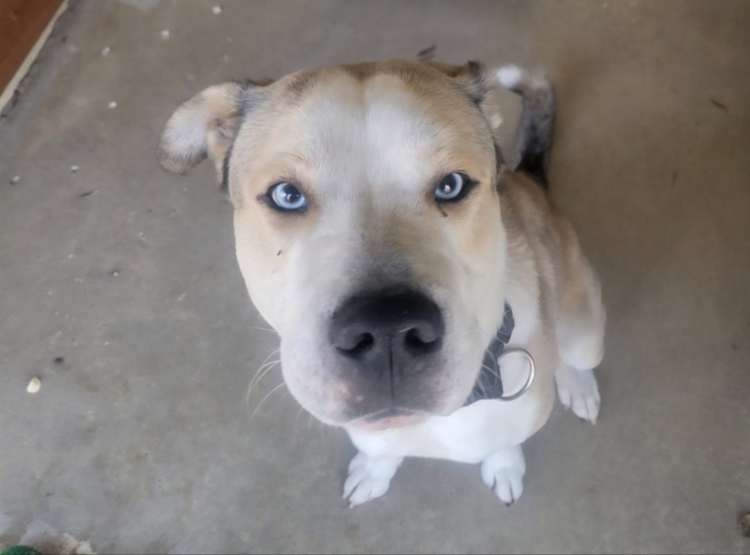 Fanfan dit neo - Chien Bouledogue Américain à adopter - photo 2
