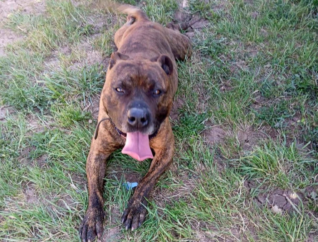 Tayson - Chien à adopter