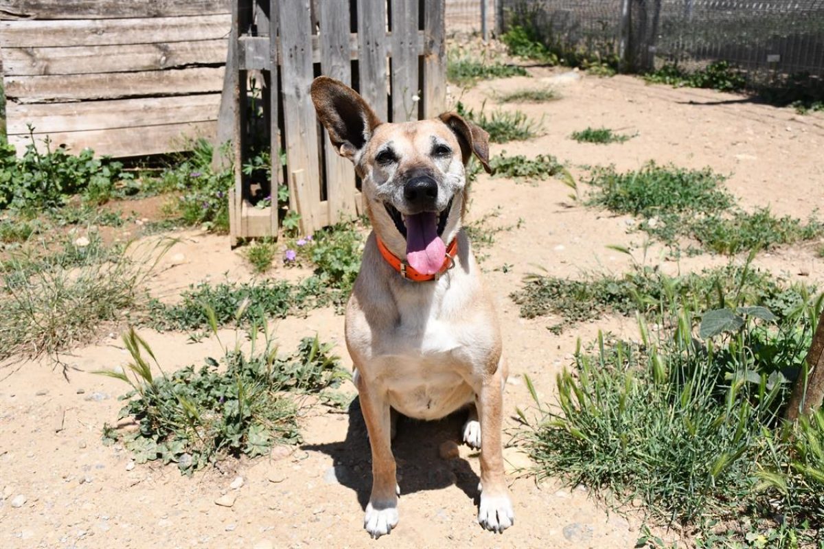 Osis - Chien à adopter - photo 2