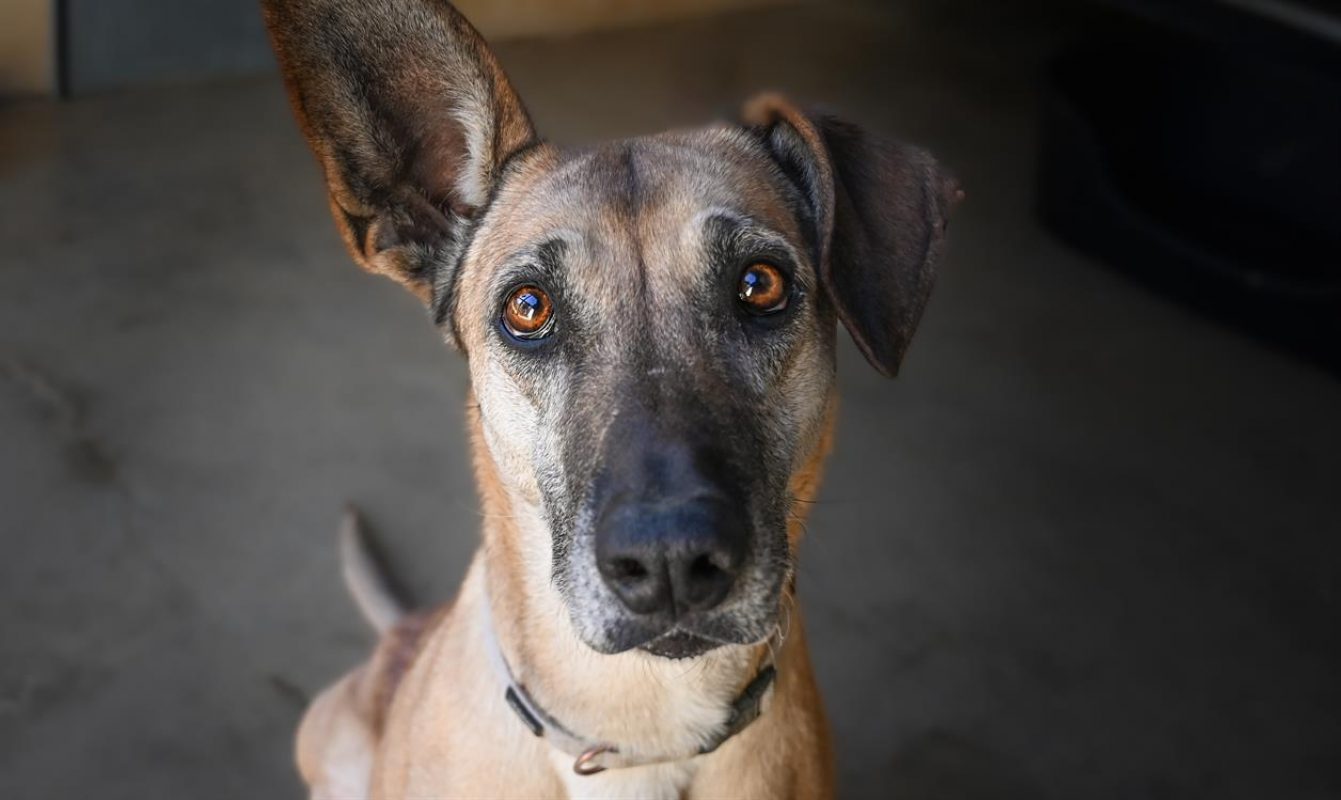 Osis - Chien à adopter - photo 3
