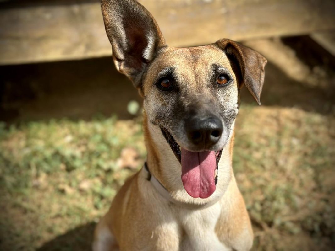 Osis - Chien à adopter - photo 4
