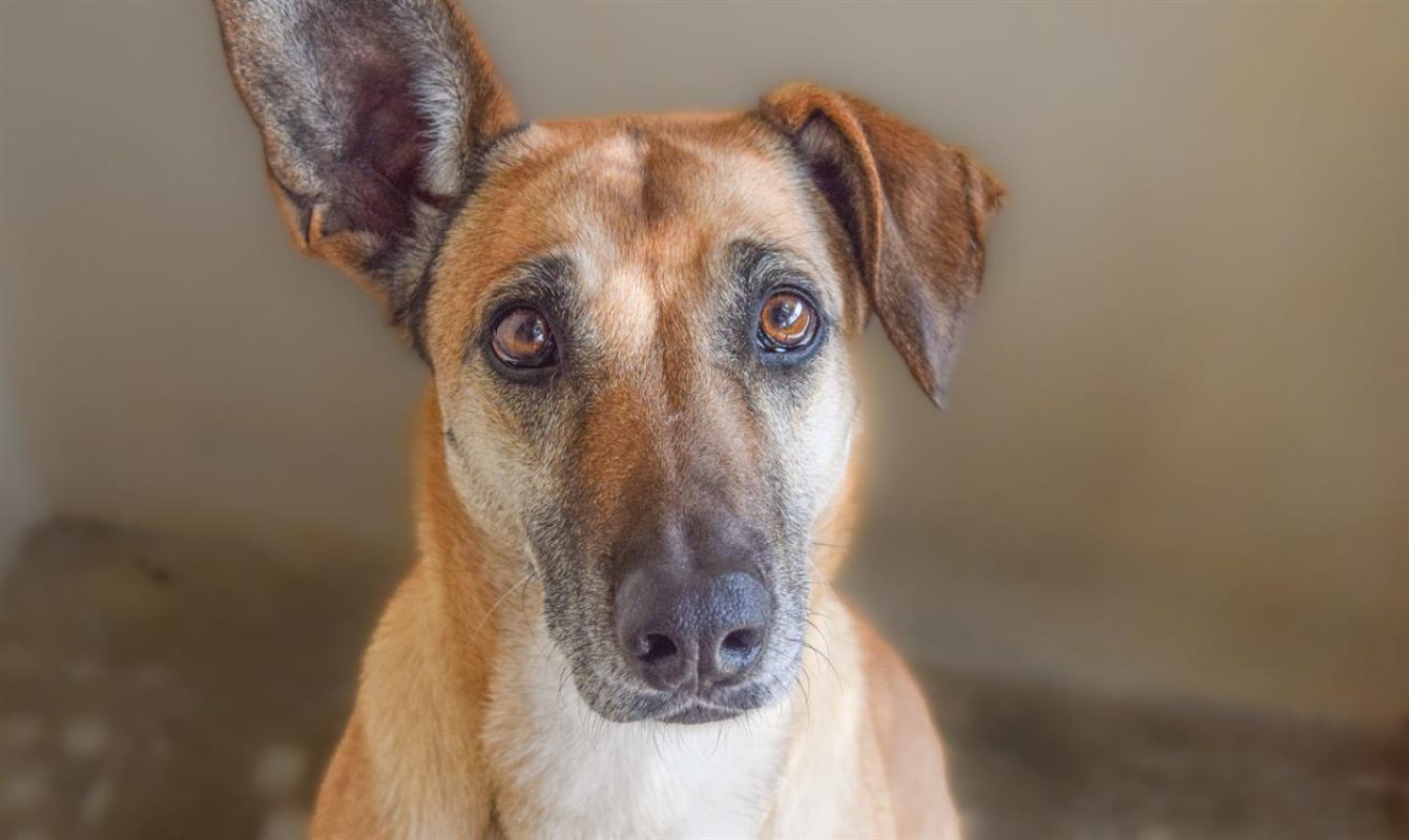 Osis - Chien à adopter - photo 5