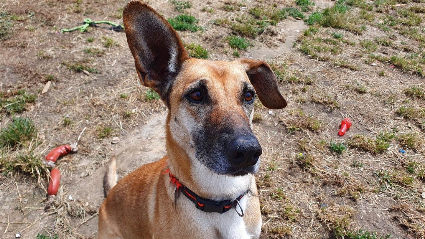 Osis - Chien à adopter - photo 6