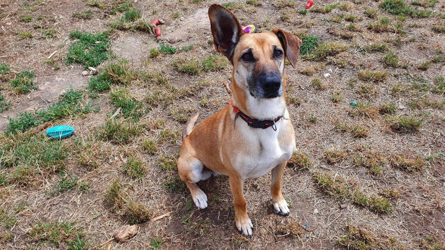 Osis - Chien à adopter - photo 7