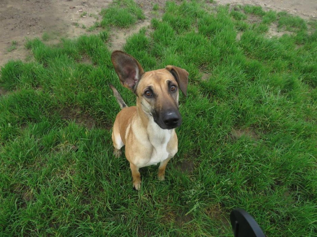 Osis - Chien à adopter - photo 8