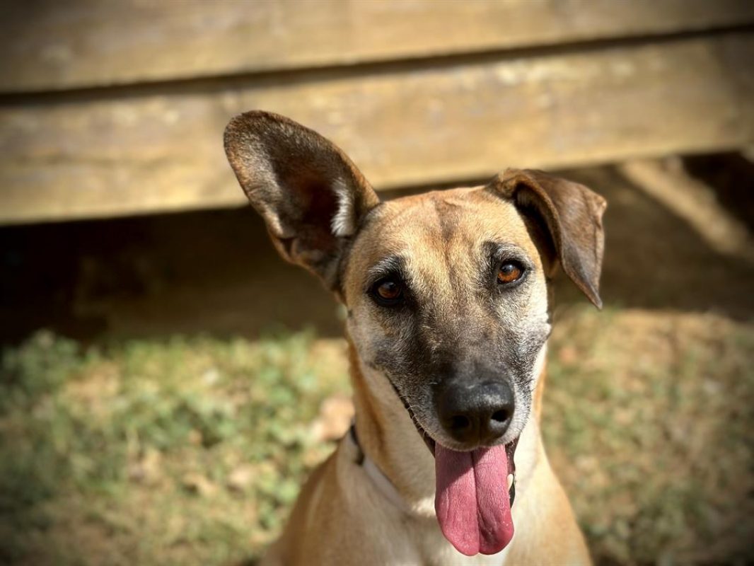 Osis - Chien à adopter - photo 9