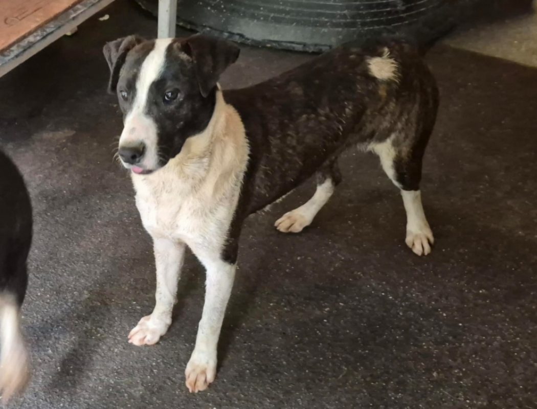 Celeste - Chien à adopter