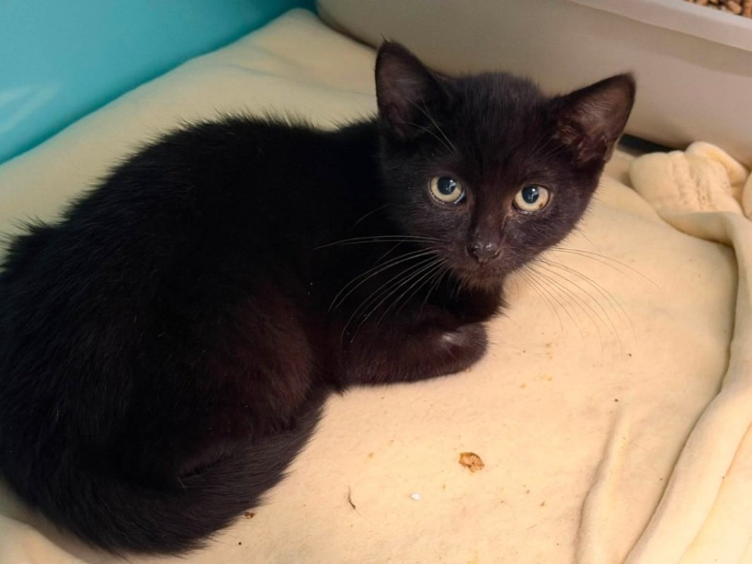 Ruben - Chat Européen à adopter