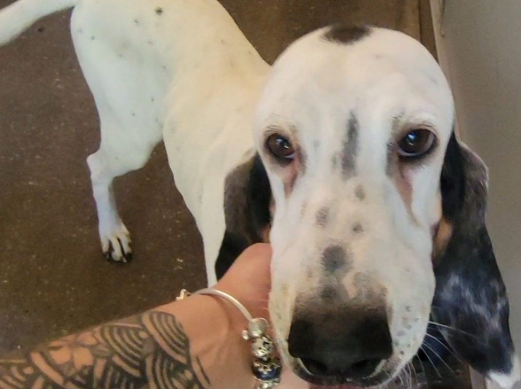 Saphir - Chien Porcelaine à adopter
