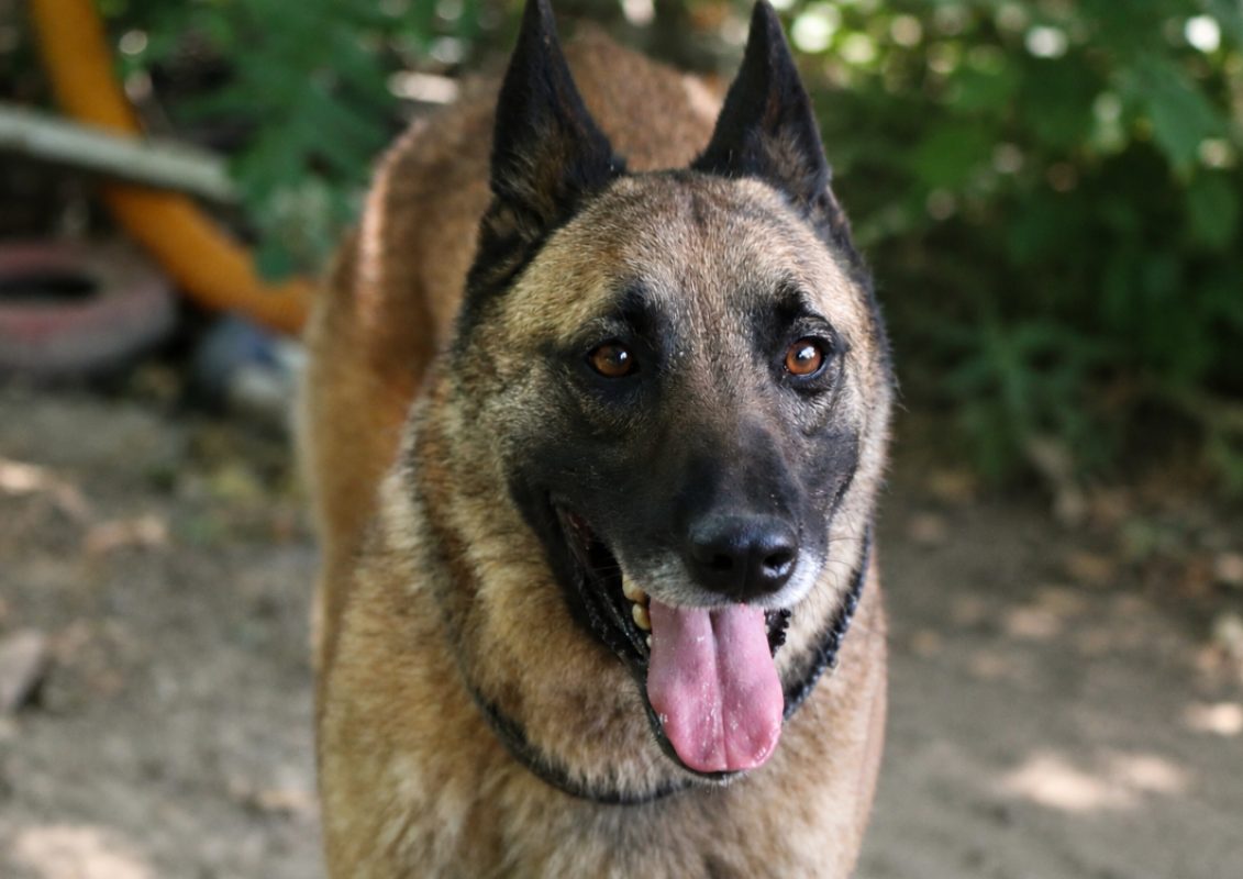 Hulk - Chien Berger Belge Malinois à adopter