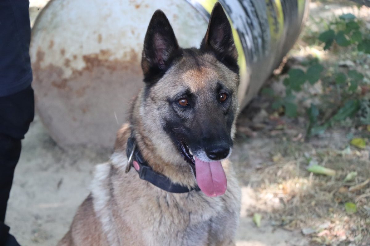 Hulk - Chien Berger Belge Malinois à adopter - photo 2